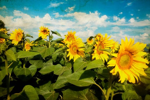 Vintage photo of blooming sunflower field