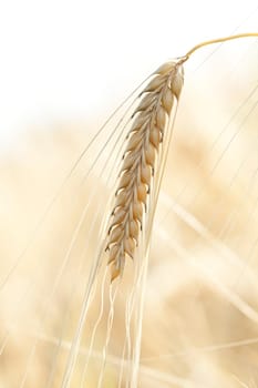 Ripe wheat sowing in the summer