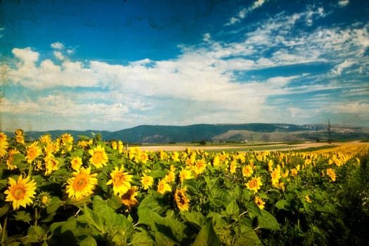 Vintage photo of blooming sunflower field