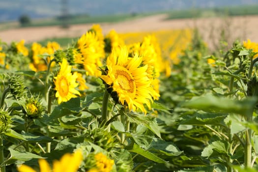 Vintage photo of blooming sunflower field