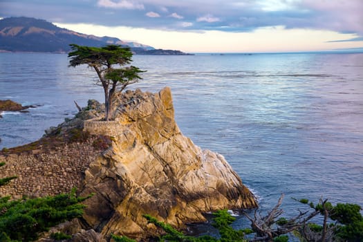 Lone Cypress Tree, 17 mile drive California