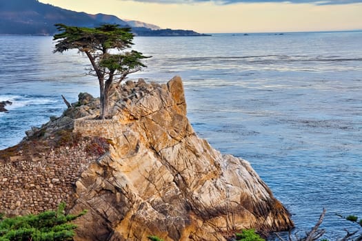 Lone Cypress Tree, 17 mile drive California