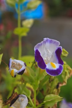 Torenia or Wishbone flowers, Bluewings in the garden or nature park