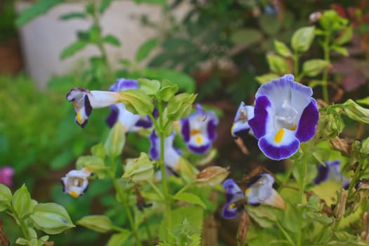 Torenia or Wishbone flowers, Bluewings in the garden or nature park