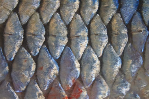 Scales of fresh water fish close up
