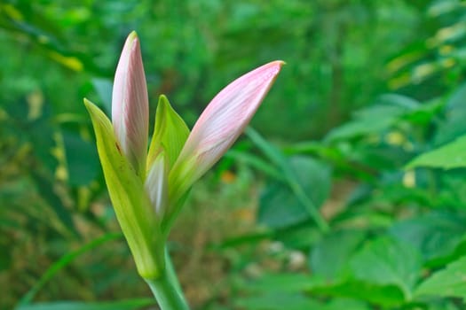 Bud of Amaryllis flower or Hippeastrum flower