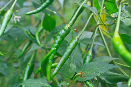 Fresh chillies growing in the vegetable garden,Thailand