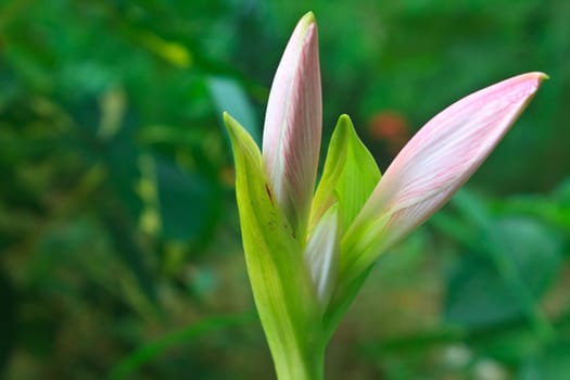 Bud of Amaryllis flower or Hippeastrum flower