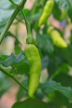 Fresh chillies growing in the vegetable garden,Thailand