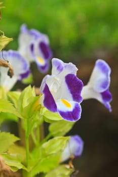 Torenia or Wishbone flowers, Bluewings in the garden or nature park