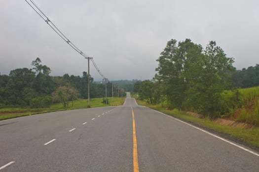 Road in a green forest, national park