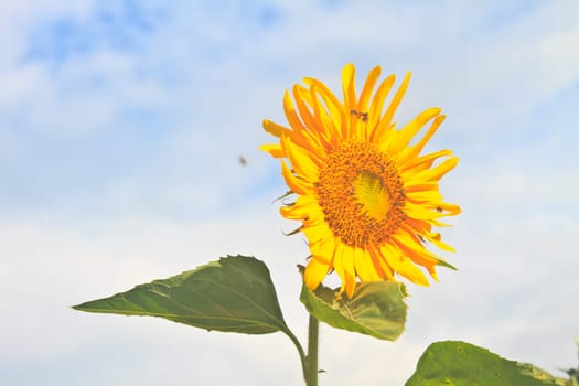 Landscape with beautiful sunflower in field and blue sky