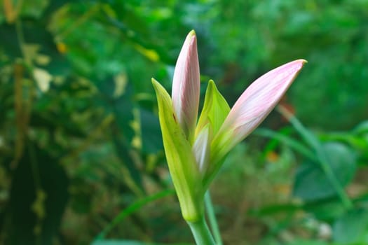 Bud of Amaryllis flower or Hippeastrum flower
