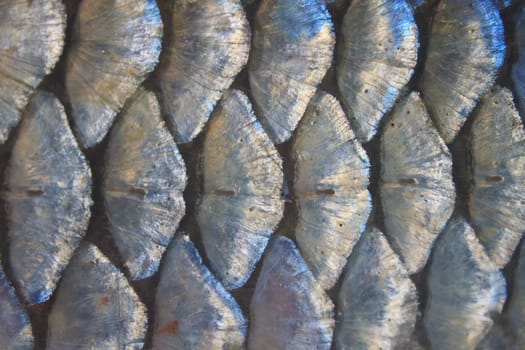 Scales of fresh water fish close up