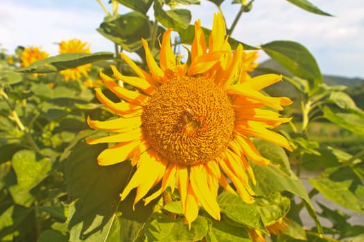 Landscape with beautiful sunflower in field and blue sky