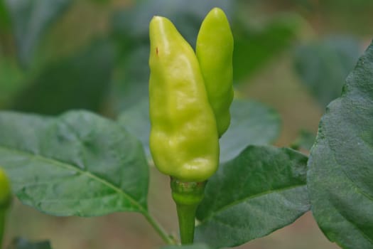 Fresh chillies growing in the vegetable garden,Thailand