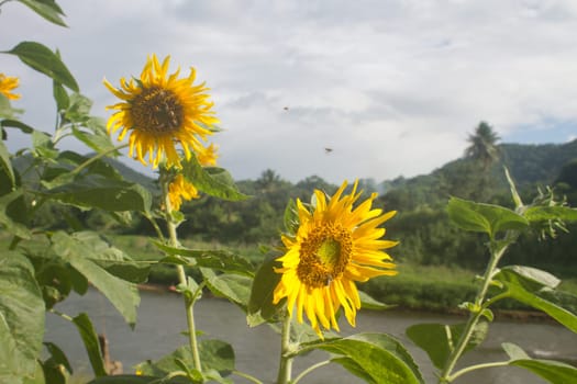 Landscape with beautiful sunflower in field and blue sky