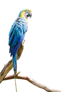 The potrait of Blue & Gold Macaw for adv or others purpose use