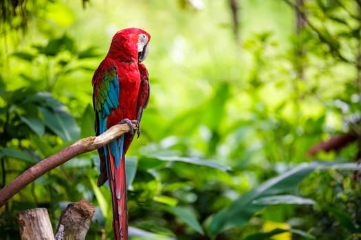 The potrait of Blue & Gold Macaw for adv or others purpose use