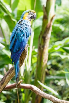 The potrait of Blue & Gold Macaw for adv or others purpose use