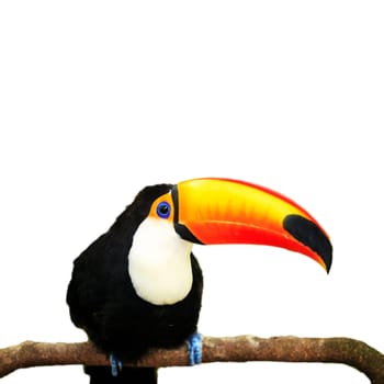 Colorful tucan in the aviary for adv or others purpose use