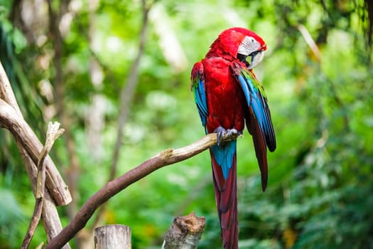 The potrait of Blue & Gold Macaw for adv or others purpose use