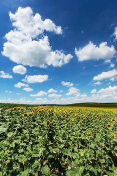 Sunflower field with spring clouds,agricultural landscape with crops
