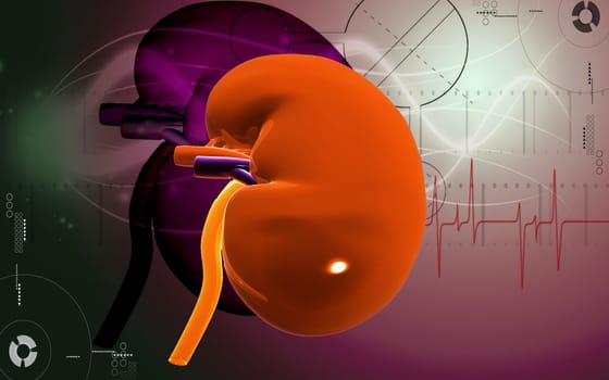 Digital illustration of kidney in colour background