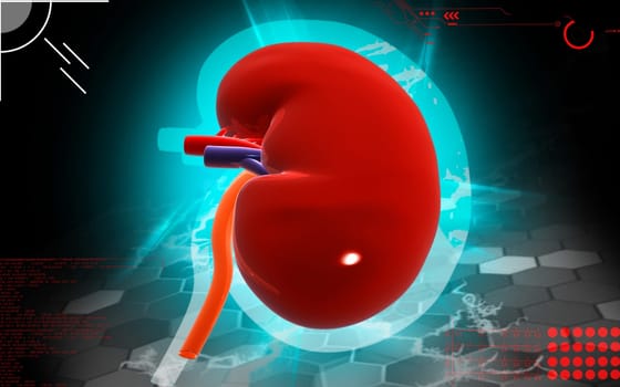 Digital illustration of kidney in colour background