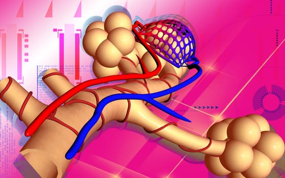 Digital illustration of alveoli in colour background