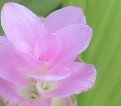 Pink Siam tulip on green leaf background