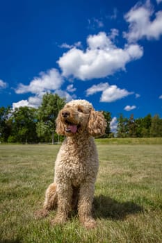 A Labradoodle sits nicely against a beautiful background and looks slightly out of the picture.