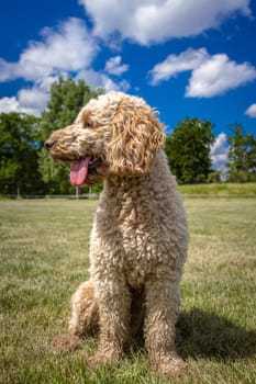 A Labradoodle sits nicely against a beautiful background and looks at the side. His tongue hangs out.