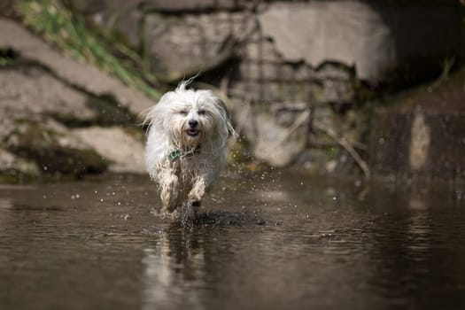 A small white Havanese runs very quickly through the water,while the picture is his paws above the water surface. The water splashes left and right of the dog.
