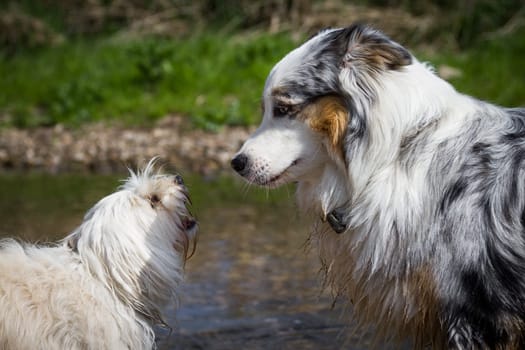 Little Havanese barks the opinion of the Australian Shepherd,almost looks as if the big one takes the little one seriously!