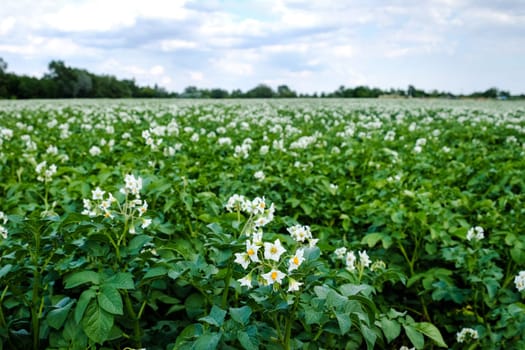 Potato plant with flower,agricultural field with crop