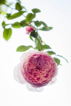 Beautiful pink rose blossoms from branch, stock photo