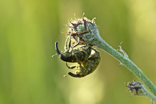 Trunk beetle (Larinus sturnus) during mating