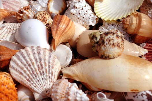 Shells