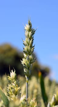 Wheat