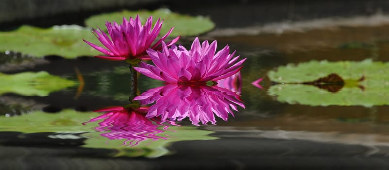 Waterlilies