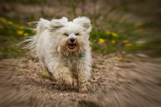 A small white Havanese has a lot of fun running in the rain,the image has been provided with a zoom effect.