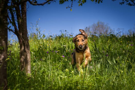 Life is so beautiful,at least it looks like the mixed-breed would be so happy romping through a flower meadow.