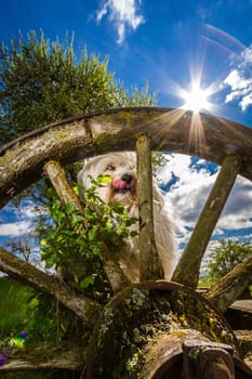 A small white Havanese sits on a bench in front of an old wagon wheel and licks his mouth with a loud hunger.