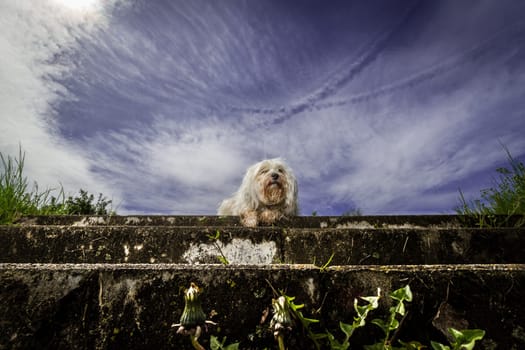 Little white Havanese sits quite abandoned and alone on a staircase,taken from below with a wide angle lens.