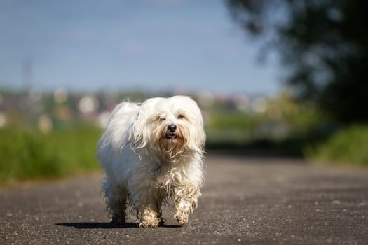 A little white Havanese walks loosely across the street and looks into the camera.