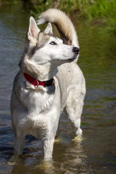 Husky with blue eyes waits in the water for an action,with upright ears and rod.
