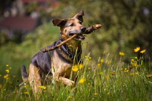 Mischling's apportioning a stick,running uphill on a flower meadow.