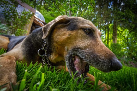 bitch crushing a pig's ear,with the mixed-breed bitch lying on green grass.