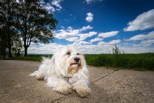 A white Havanese makes room on the street and enjoys the sunshine as being photographed. In the background a beautiful landscape with blue sky and a few clouds.